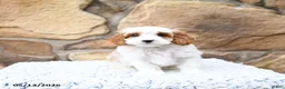 Cavapoo dogs for sale: Marshmallow - Ad 10