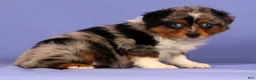 Miniature Australian Shepherd dogs for sale: Penny - Ad 4