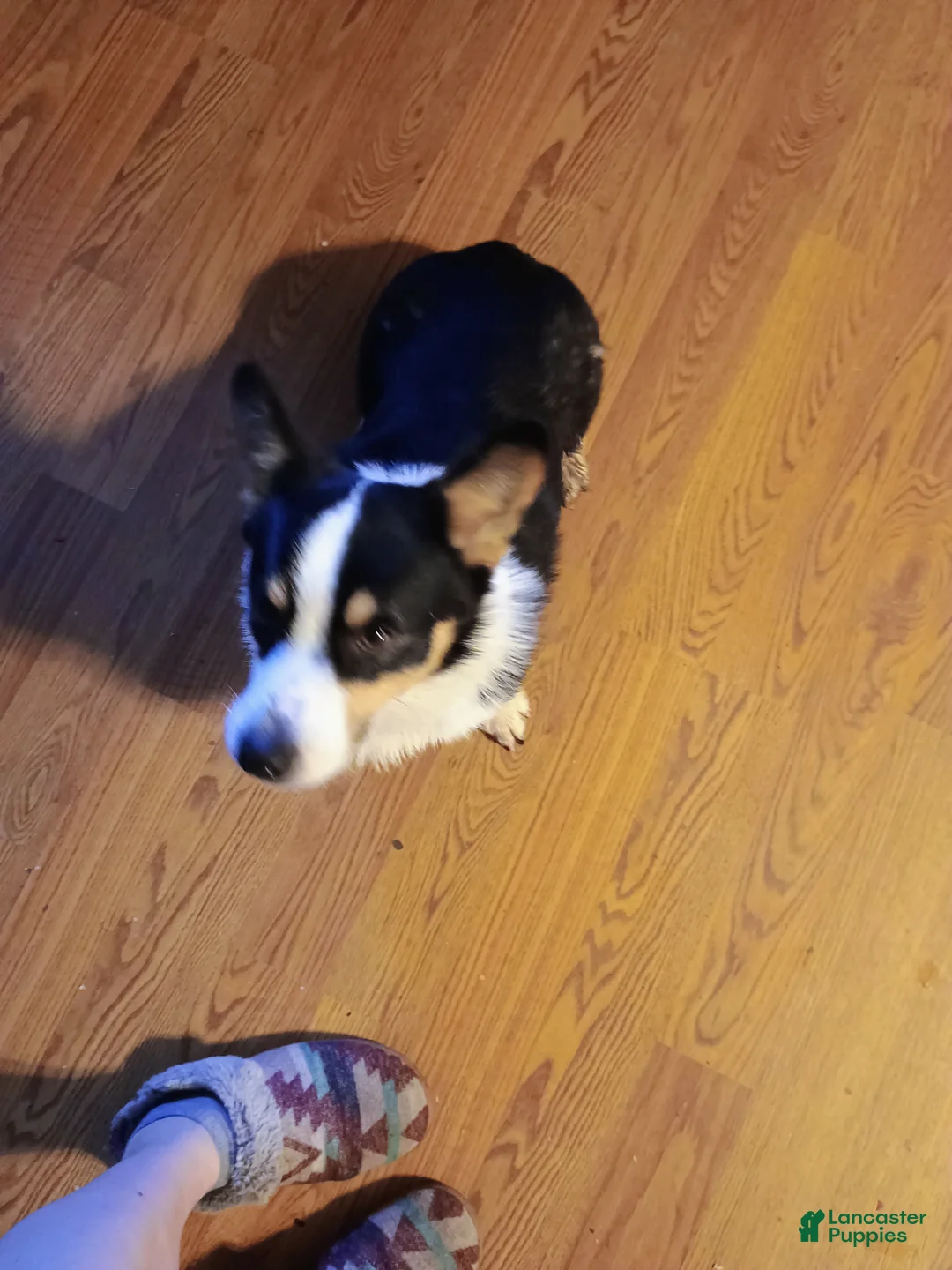 Welsh Corgi Pembroke dogs for sale: Welsh Corgi Pembroke Puppy 1 - Ad 1