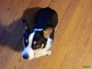 Welsh Corgi Pembroke dogs Welsh Corgi Pembroke Puppy 1 - Ad 18