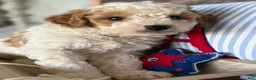 Cavapoochon dogs for sale: Cavapoochon 1 - Ad 10