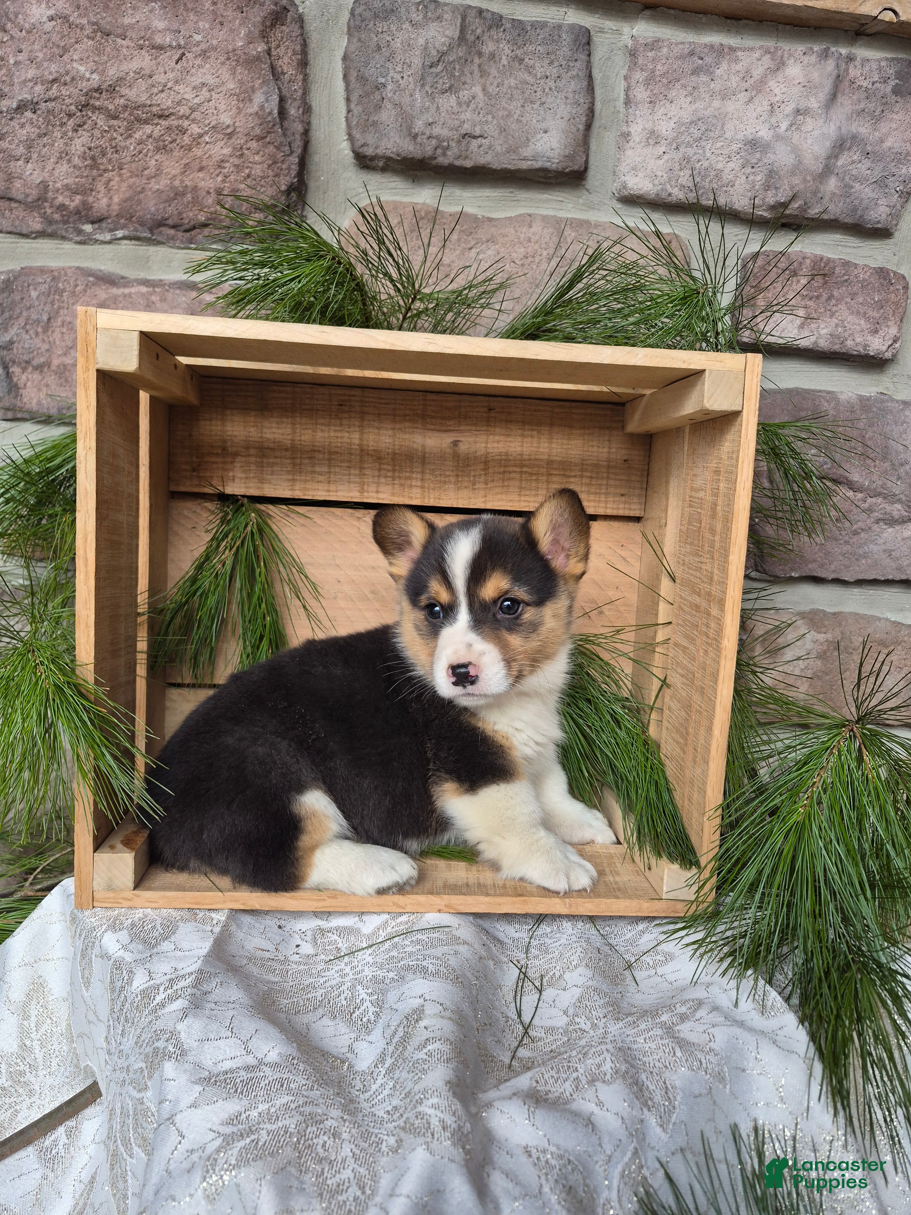 Welsh Corgi Pembroke dogs Ranger - Ad 37