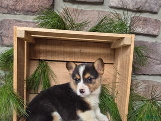 Welsh Corgi Pembroke dogs Ranger - Ad 41