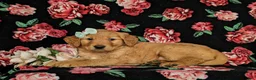 Golden Retriever dogs for sale: Mylie AKC registered - Ad 4