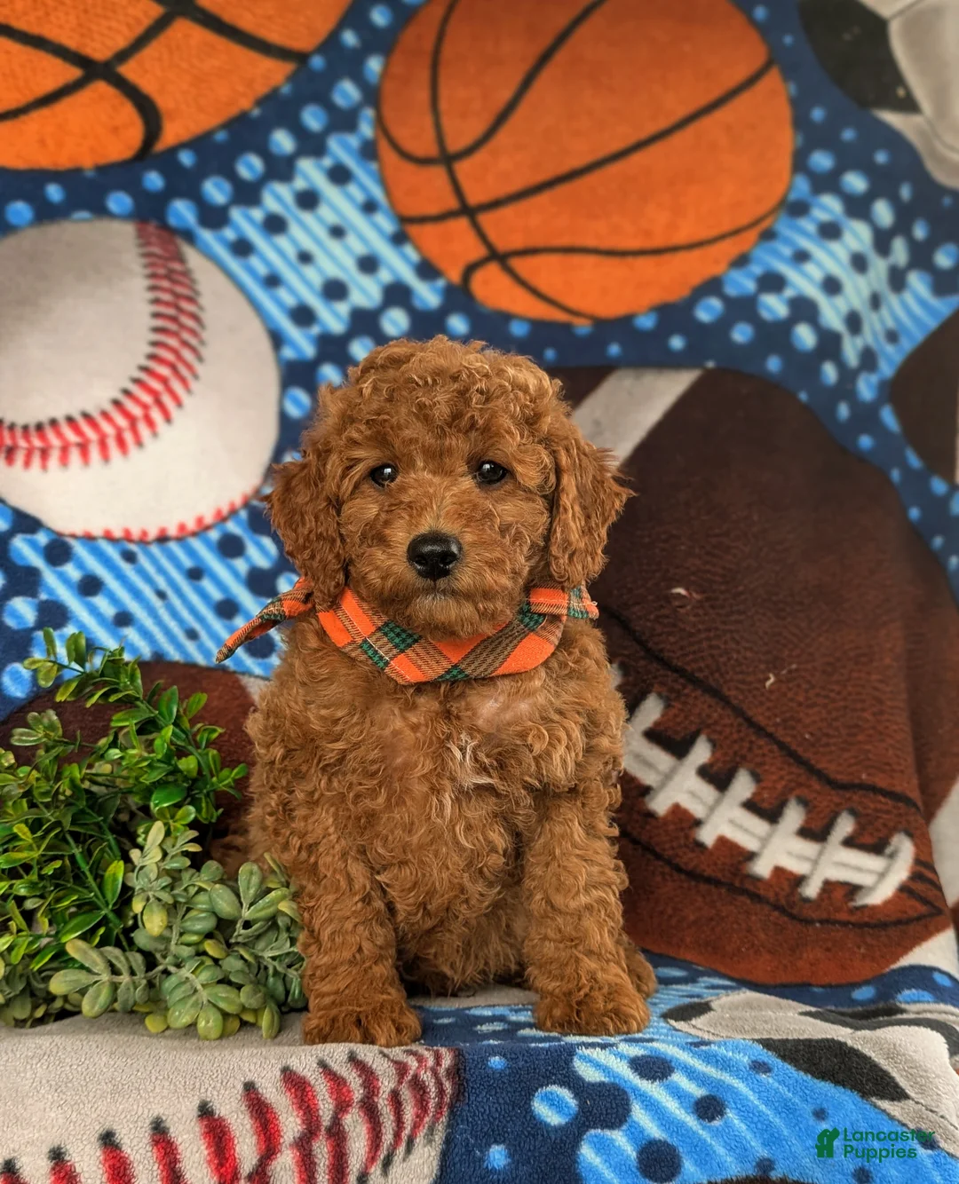 Cavapoo dogs for sale: Jace Hypoallergenic - Ad 2