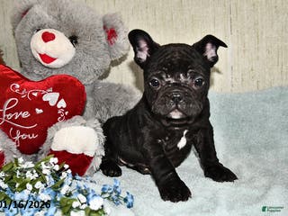 French Bulldog dogs Hershey - Ad 24