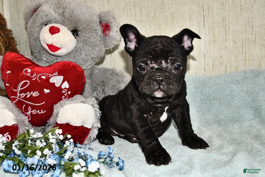 French Bulldog dogs for sale: Hershey - Ad 1