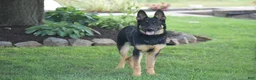 German Shepherd dogs for sale: Maverick - Ad 3