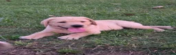 Labrador Retriever dogs for sale: Labrador Retriever 4Meet Your New Best Friend! Beautiful Yellow Female Labrador Retriever Puppies Available 💛 - Ad 4