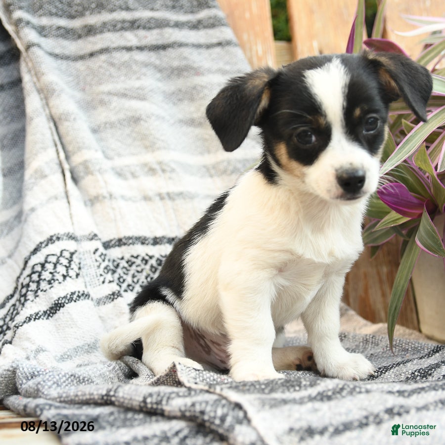 Mixed Breed dogs Ranger - Ad 2