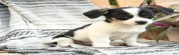 Mixed Breed dogs for sale: Ranger - Ad 2
