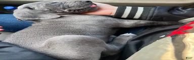 Great Dane Puppy 5