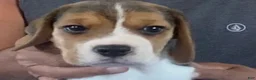 Beagle dogs for sale: Beagle 4 - Ad 3