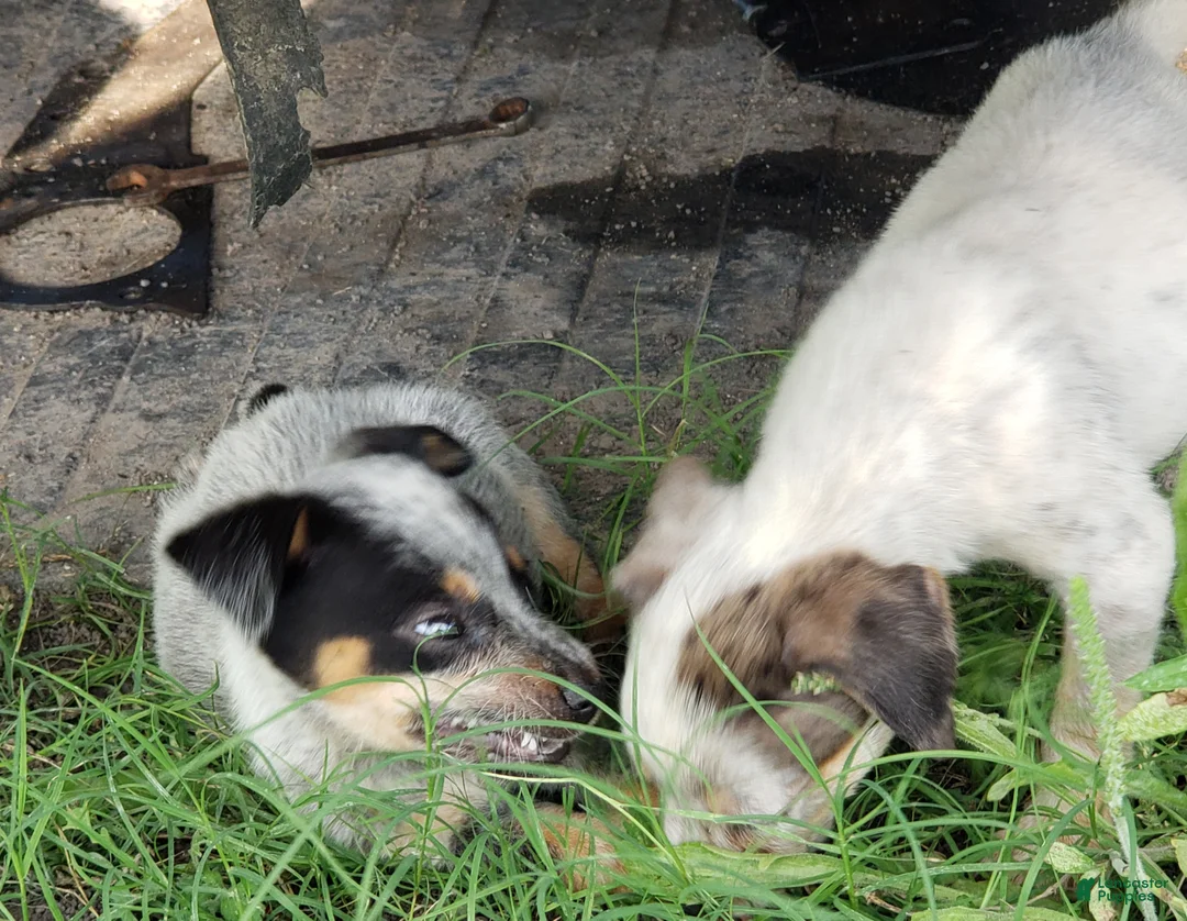 Australian Cattle Dog dogs for sale: Australian Cattle Dog Puppy 2 (Remy) Male - Ad 2