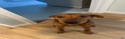 Mixed Breed dogs for sale: Mixed Breed 2 - Ad 4