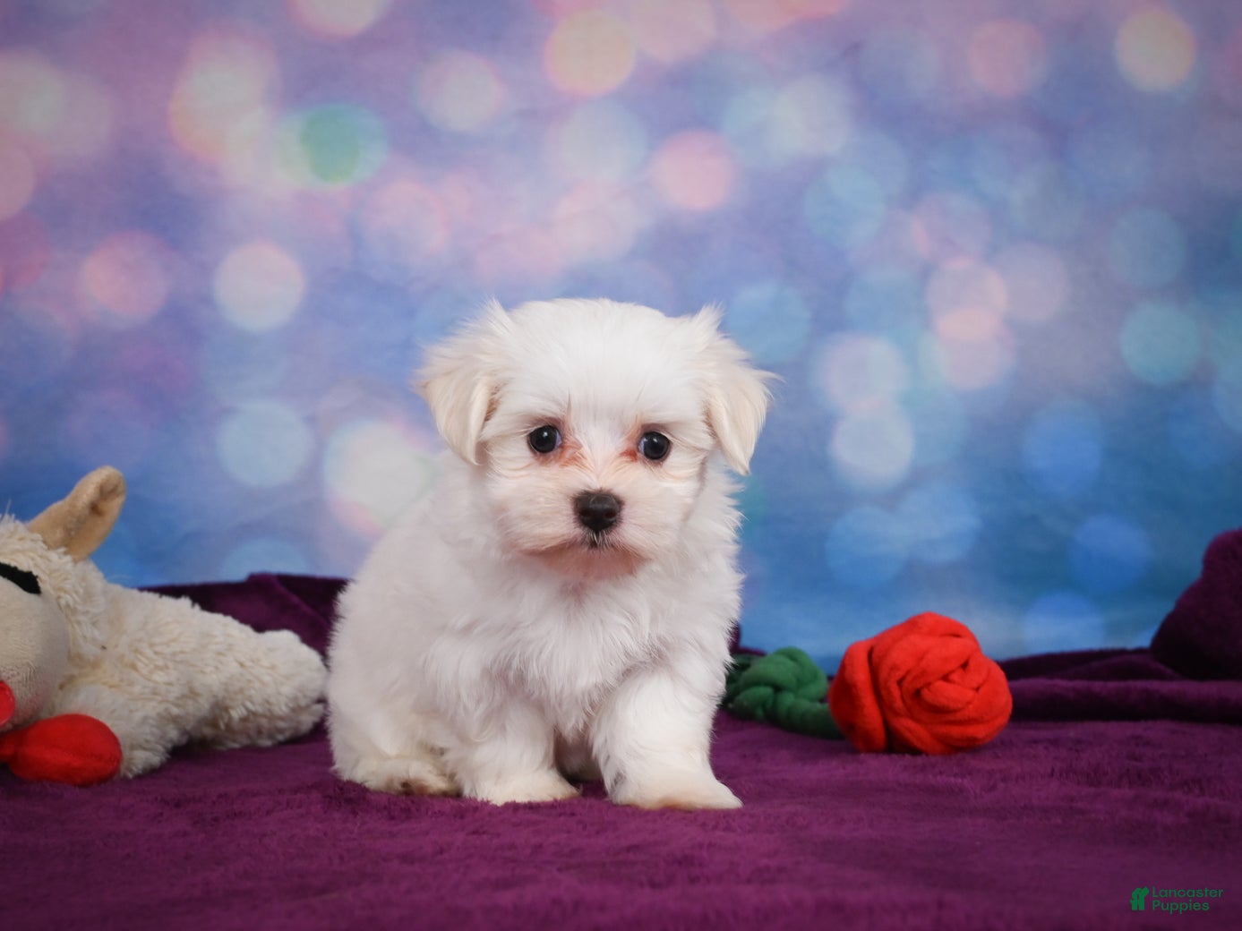Maltese dogs Daisy - Ad 1