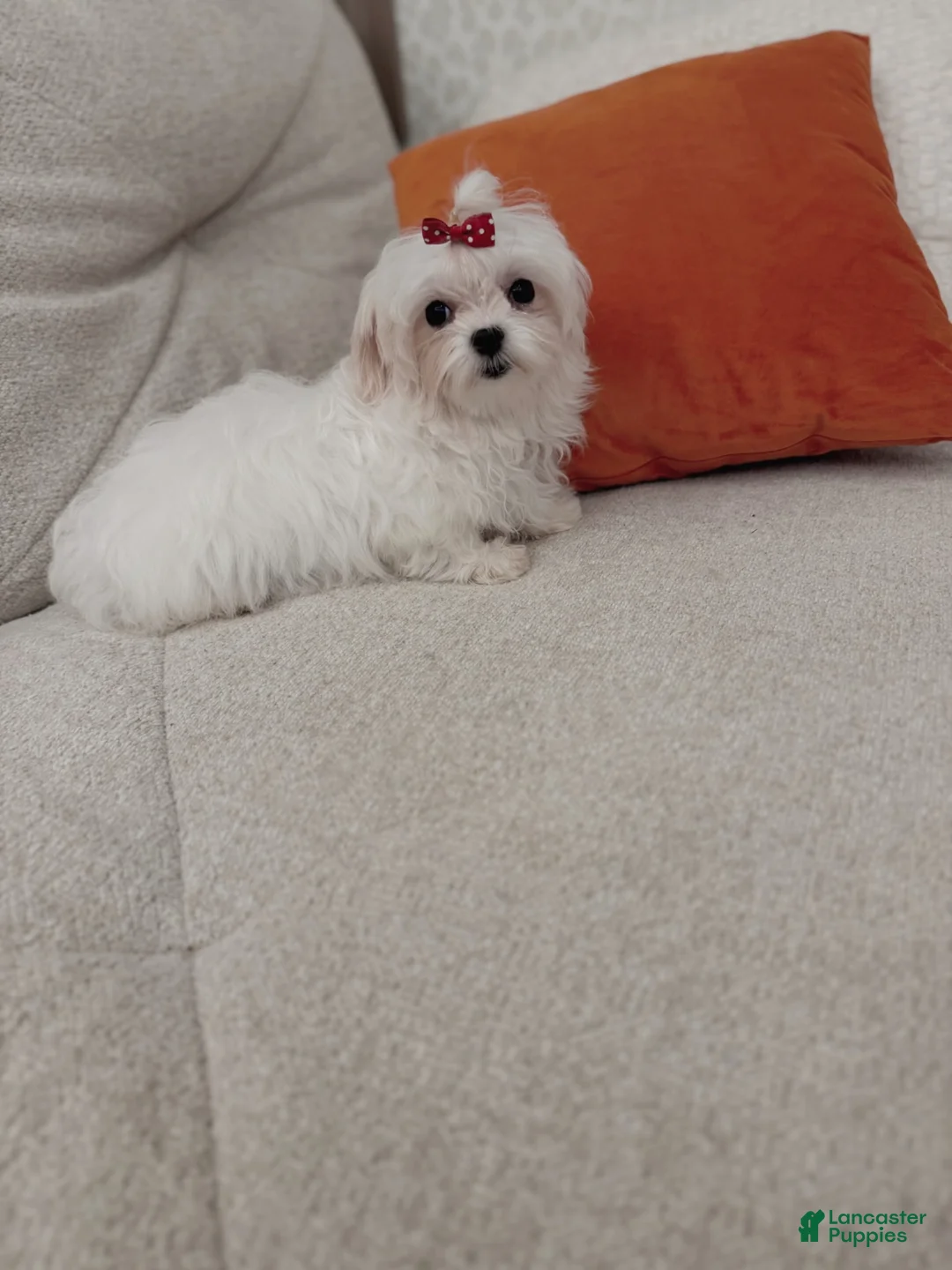 Maltese dogs for sale: Molly - Ad 1