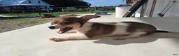 Chihuahua dogs for sale: Princess  - Ad 5