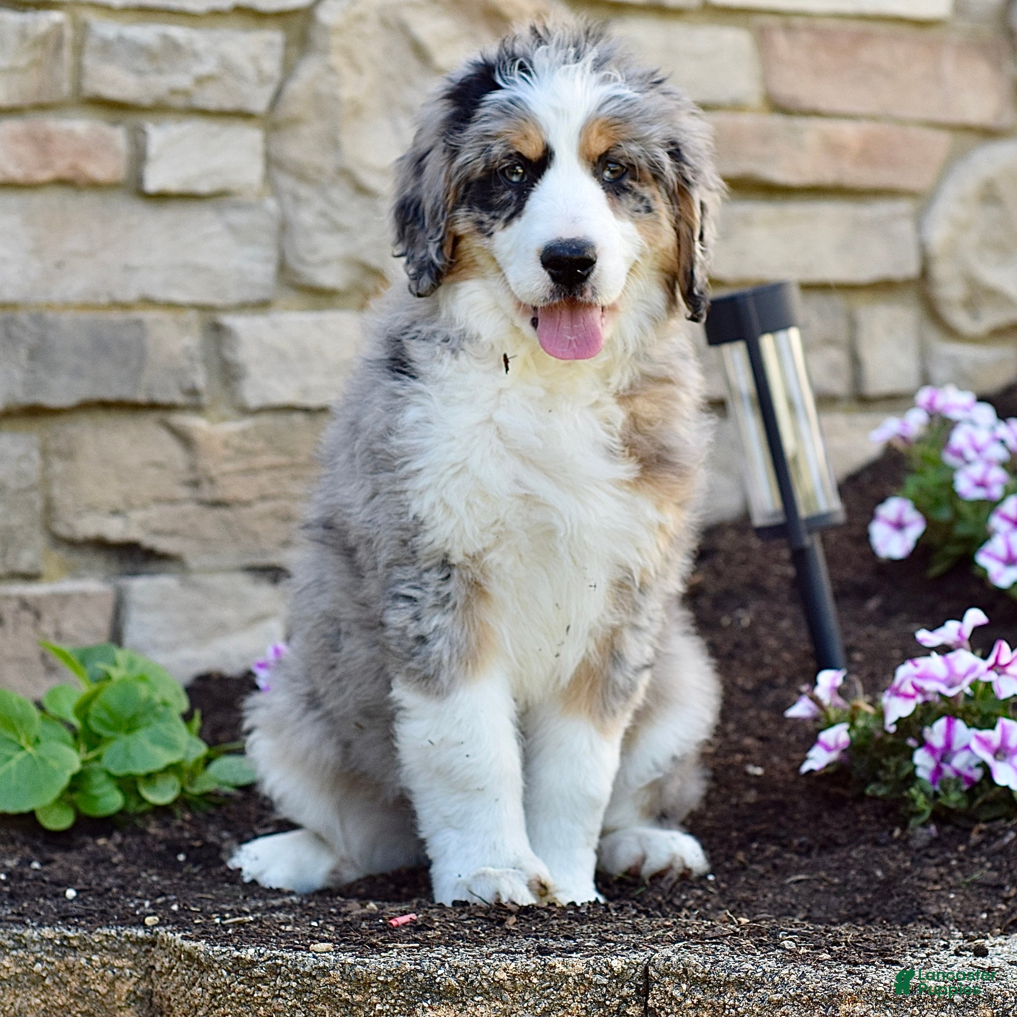 Bernedoodle dogs Ms. Sadie - Ad 2
