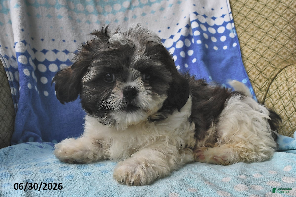 Shih Tzu dogs Jeremiah - Ad 1