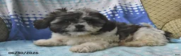 Shih Tzu dogs for sale: Jeremiah - Ad 5