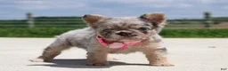 French Bulldog dogs for sale: Macie - Ad 6