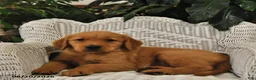 Golden Retriever dogs for sale: Bryce - Ad 4