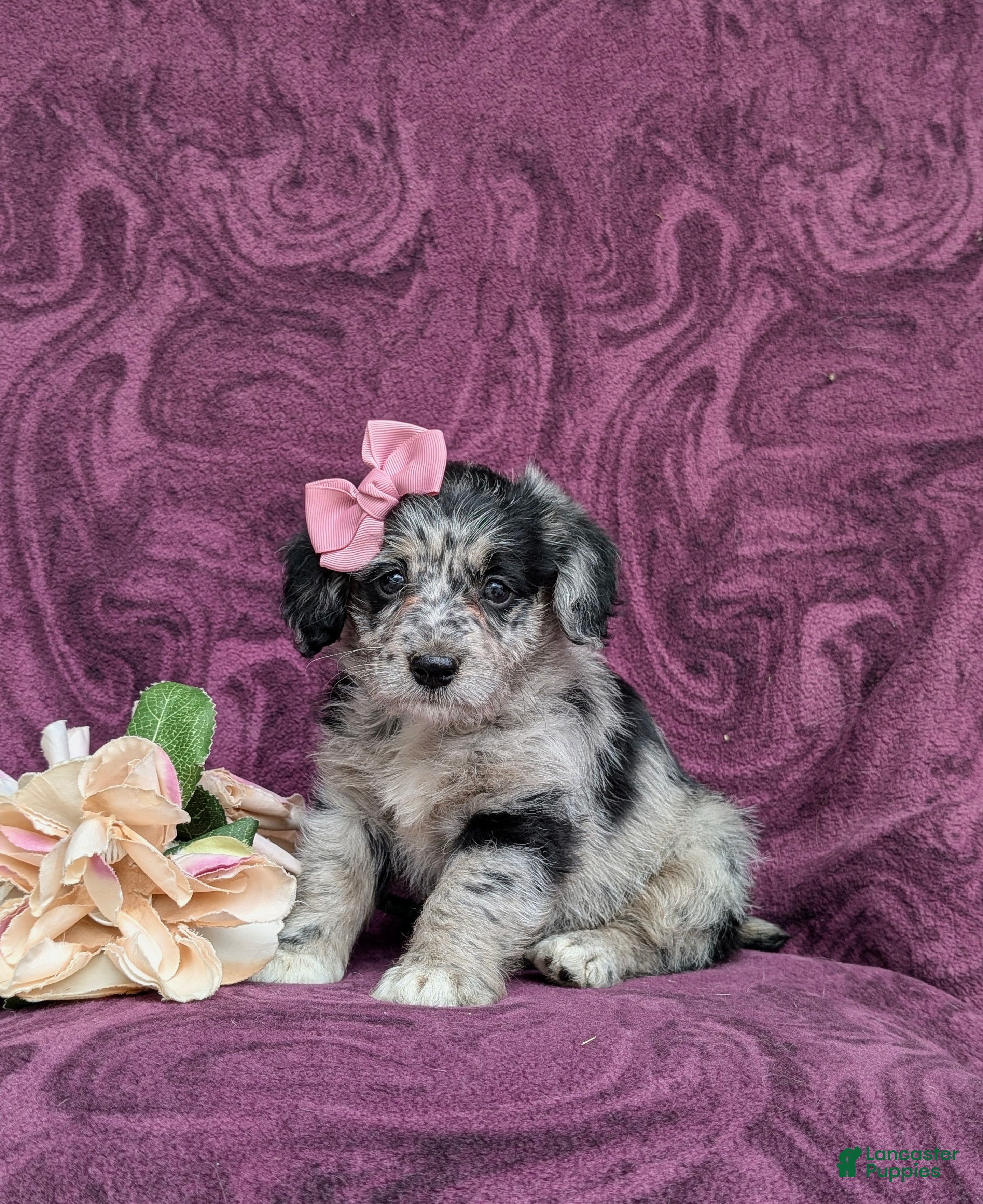Corgipoo dogs Cassie - Ad 1