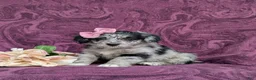Corgipoo dogs for sale: Cassie - Ad 1