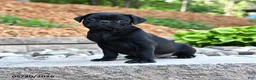 Pug dogs for sale: Jack  - Ad 1