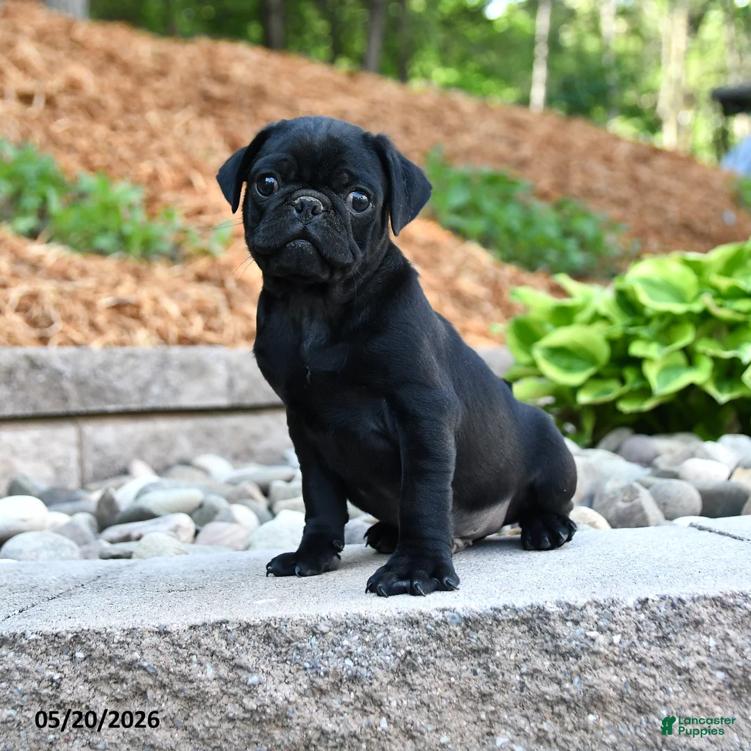 Pug dogs for sale: Jack  - Ad 1