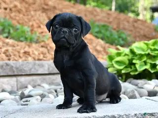 Pug dogs for sale: Jack - Ad 3
