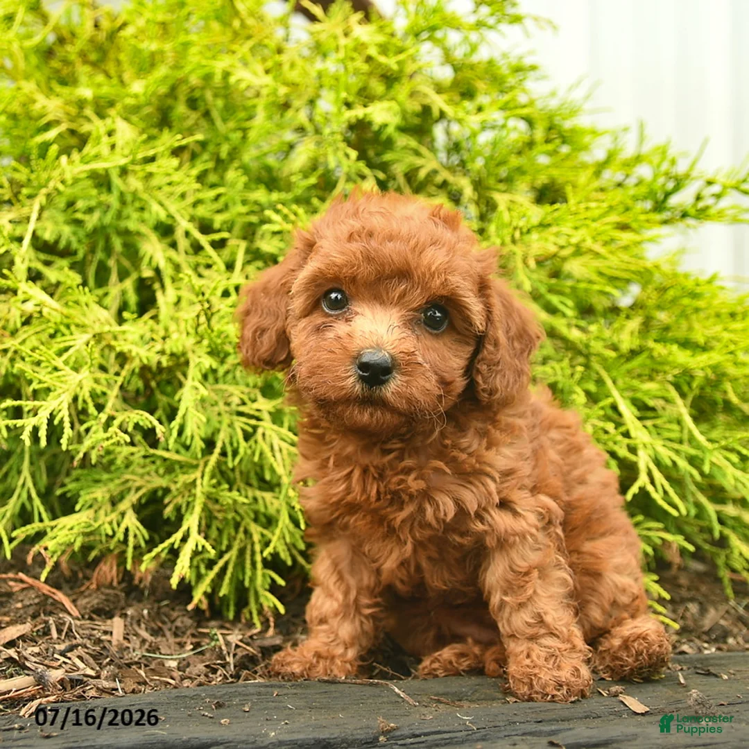 Toy Poodle dogs for sale: Abby - Ad 1