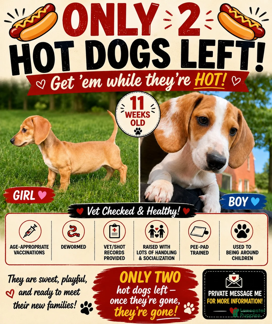 Miniature Dachshund dogs for sale: Sport - Ad 11