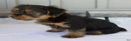Yorkshire Terrier dogs for sale: Luna - Ad 6
