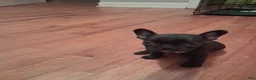 French Bulldog dogs for sale: Miley - Ad 2