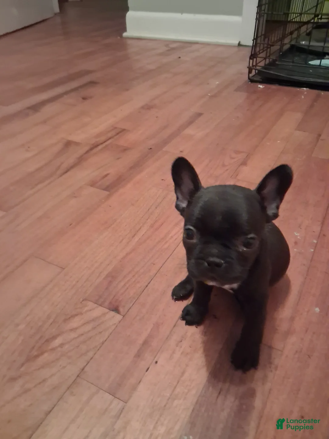 French Bulldog dogs for sale: Miley - Ad 2