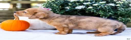 Mixed Breed dogs for sale: Bella - Ad 4