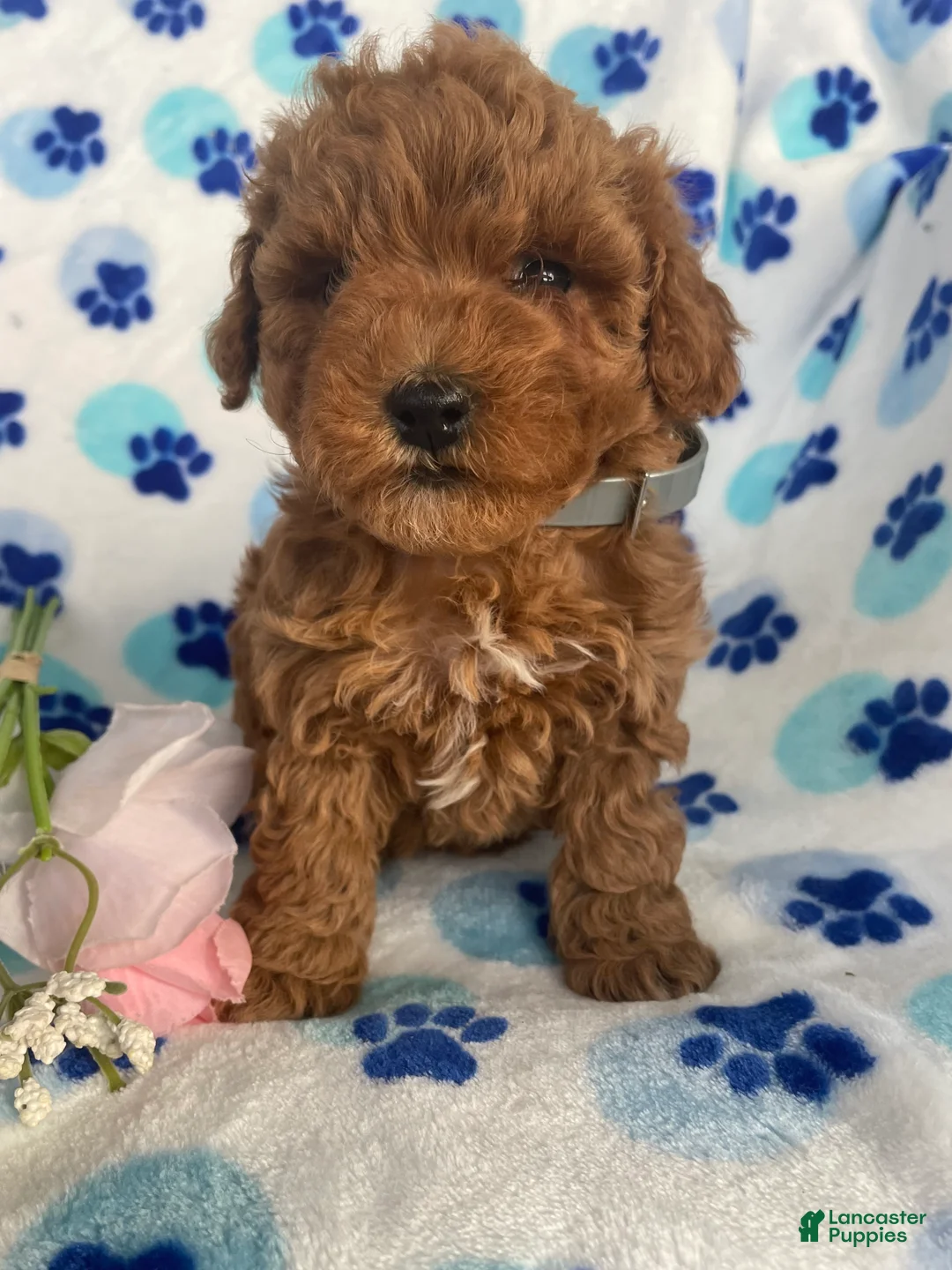 Toy Poodle dogs for sale: Fifi - Ad 4