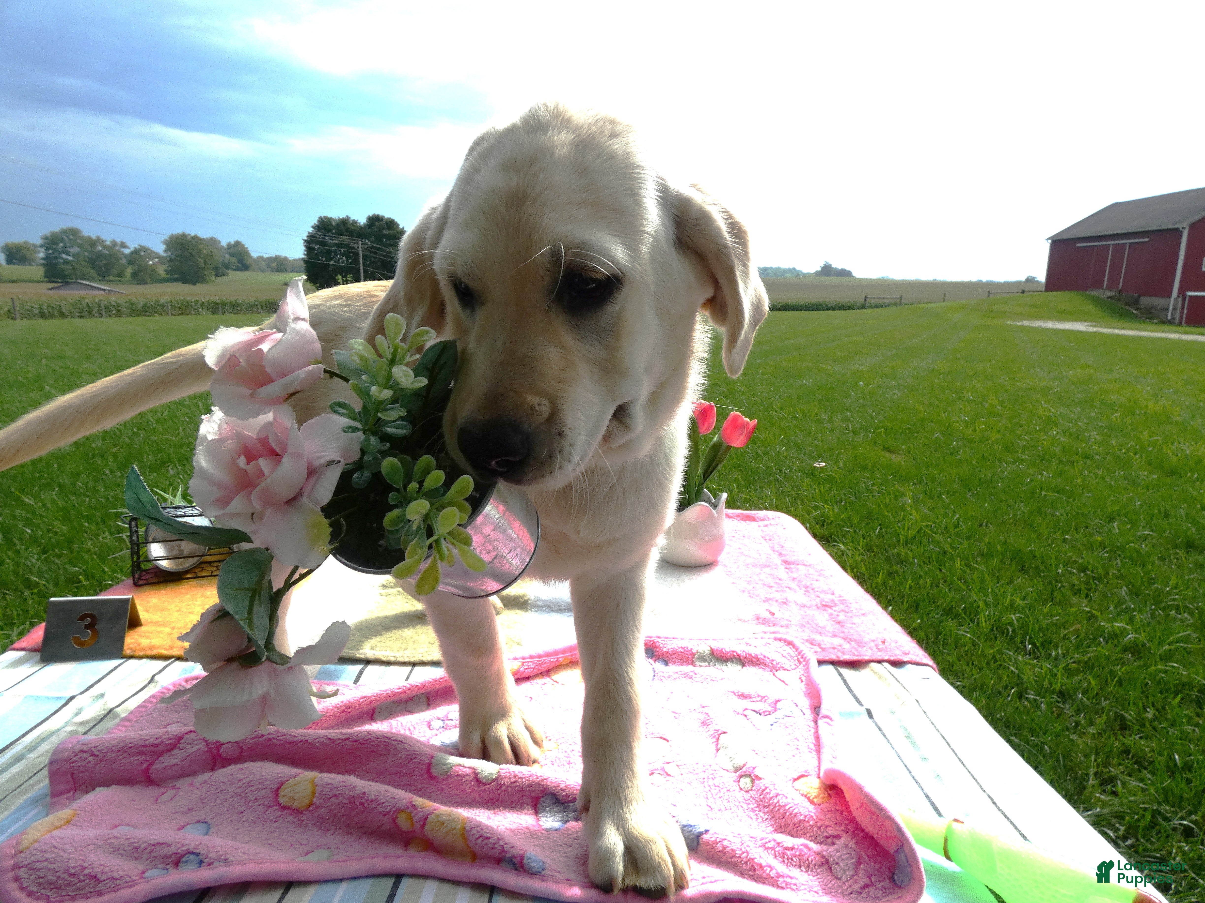 Labrador Retriever dogs Labrador Retriever 3 Skye - Ad 37
