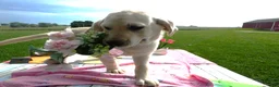 Labrador Retriever dogs for sale: Labrador Retriever 3 Skye - Ad 1
