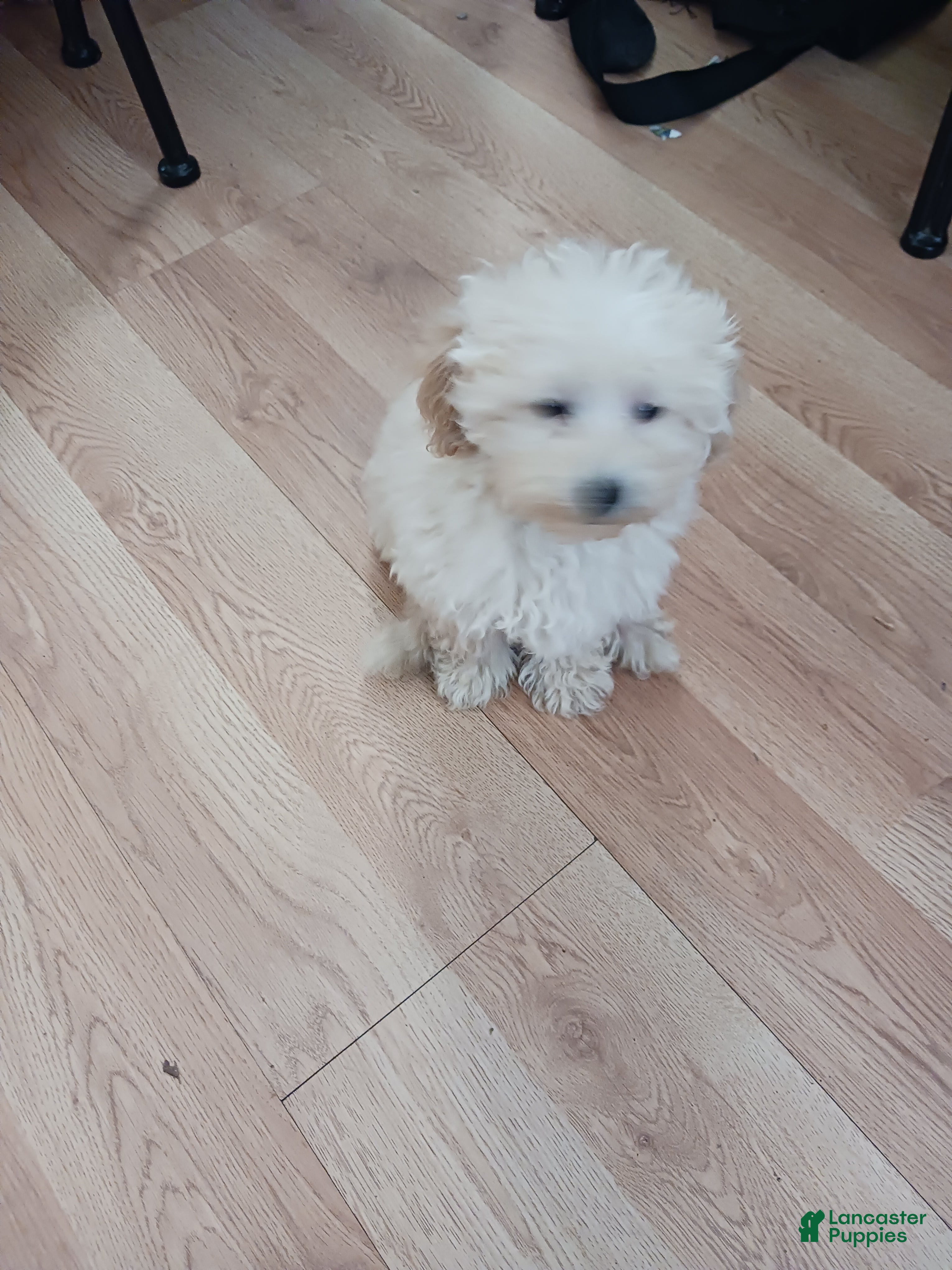 Toy Poodle dogs Charlie - Ad 4