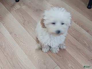 Toy Poodle dogs Charlie - Ad 10