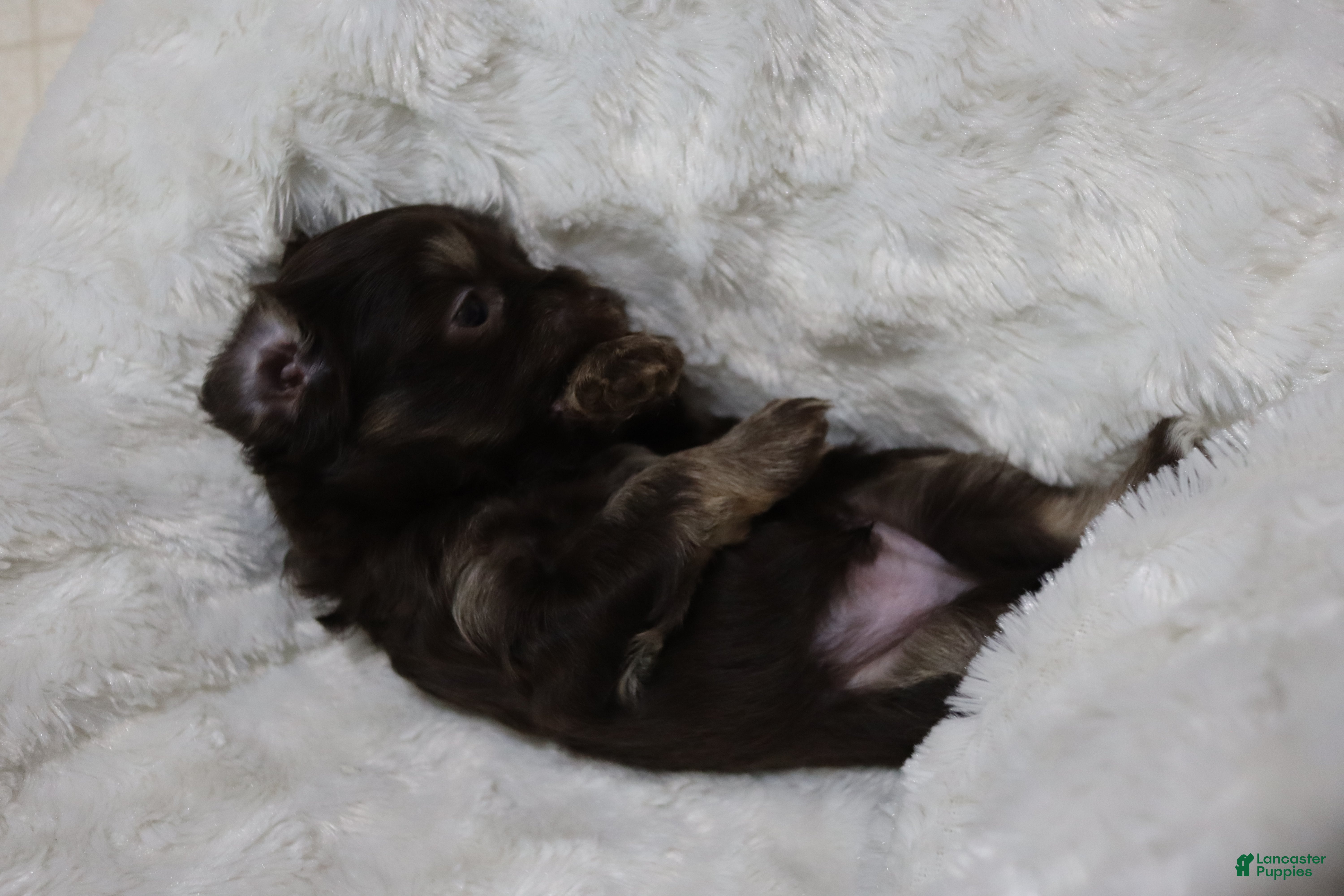 Havanese dogs Chocolate - Ad 3