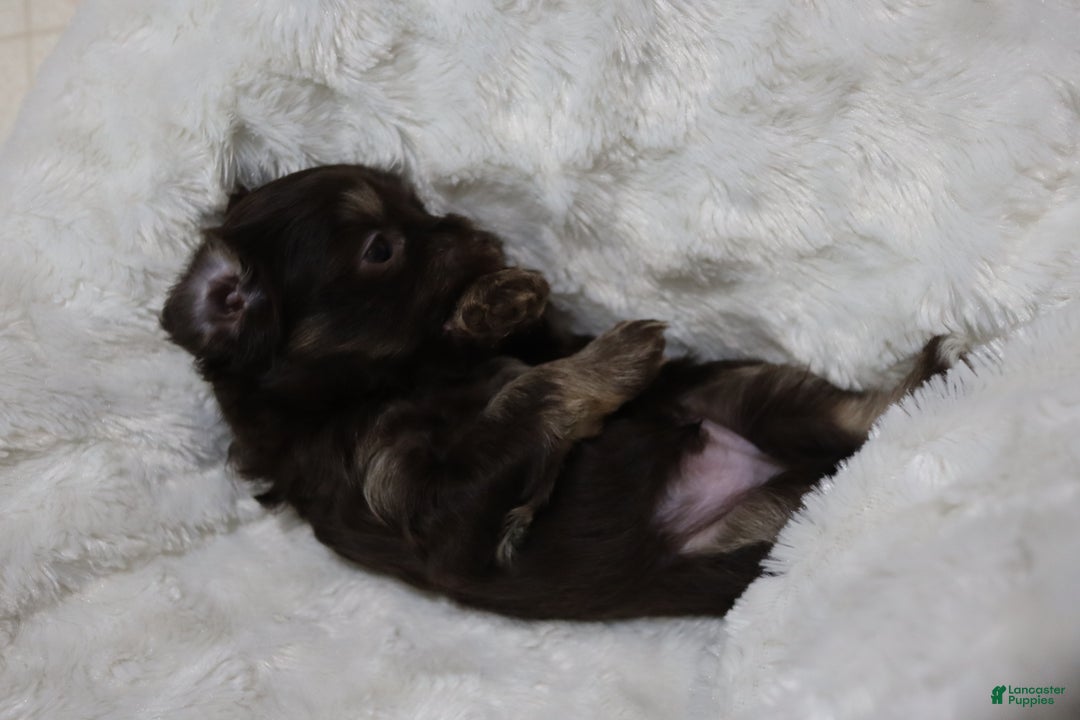 Havanese dogs for sale: Chocolate - Ad 1