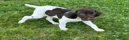 German Shorthaired Pointer dogs for sale: Noble - Ad 7
