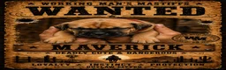 South African Boerboels dogs for sale: Maverick  - Ad 1