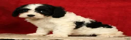 Cavapoo dogs for sale: Betsy - Ad 6