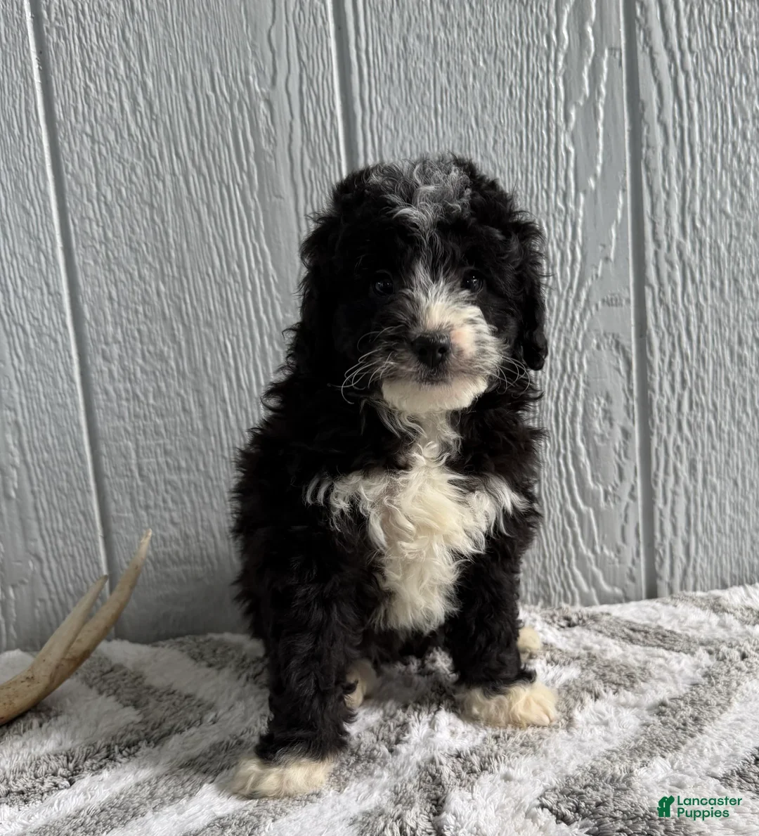 Mini Bernedoodle dogs for sale: Lucy - Ad 2