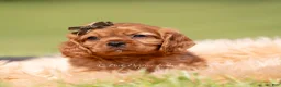 Cavalier King Charles Spaniel dogs for sale: Otis AKC - Ad 5